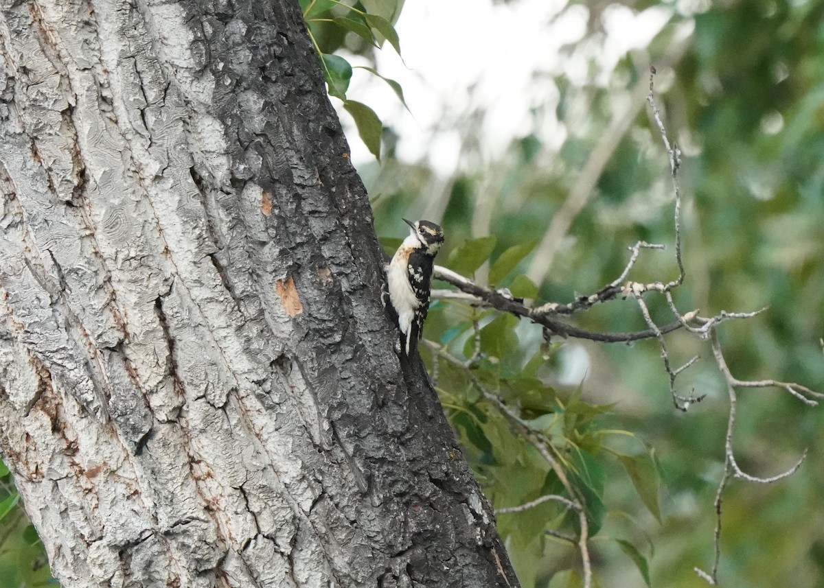 Downy Woodpecker - ML619970125