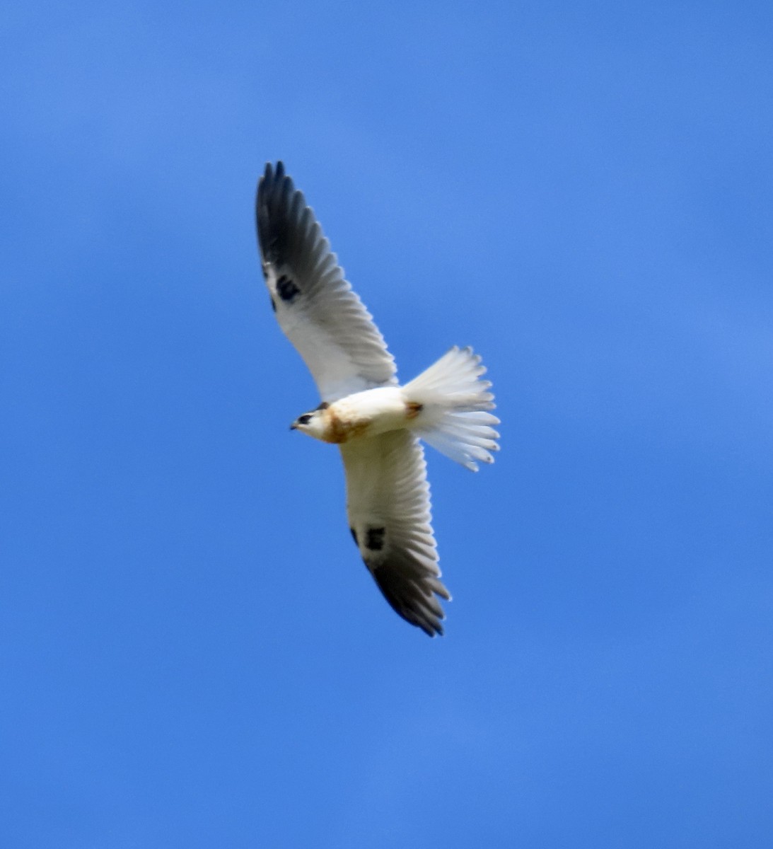 White-tailed Kite - ML619970141