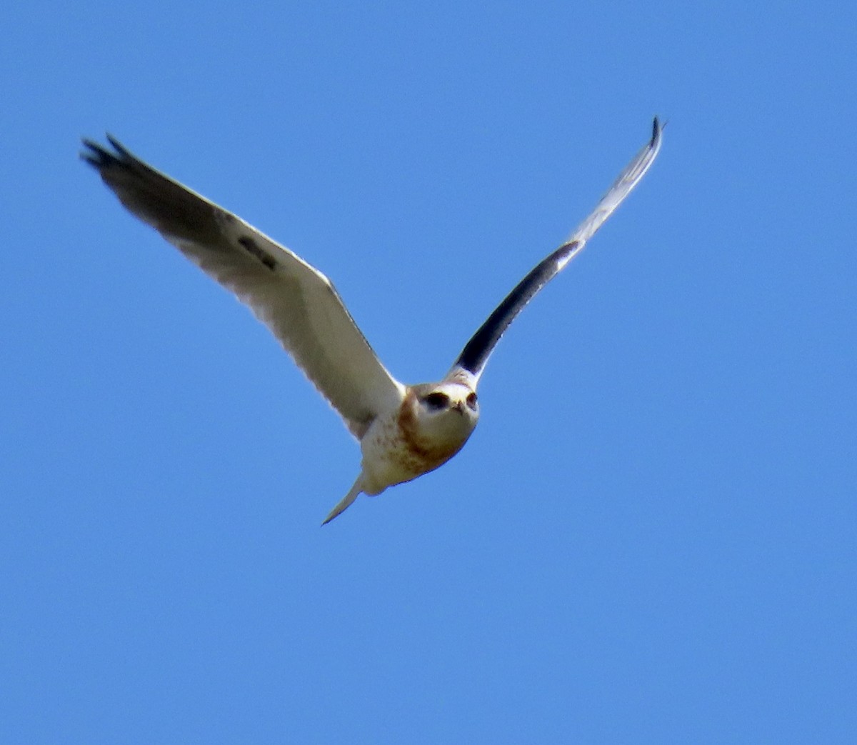 White-tailed Kite - ML619970142