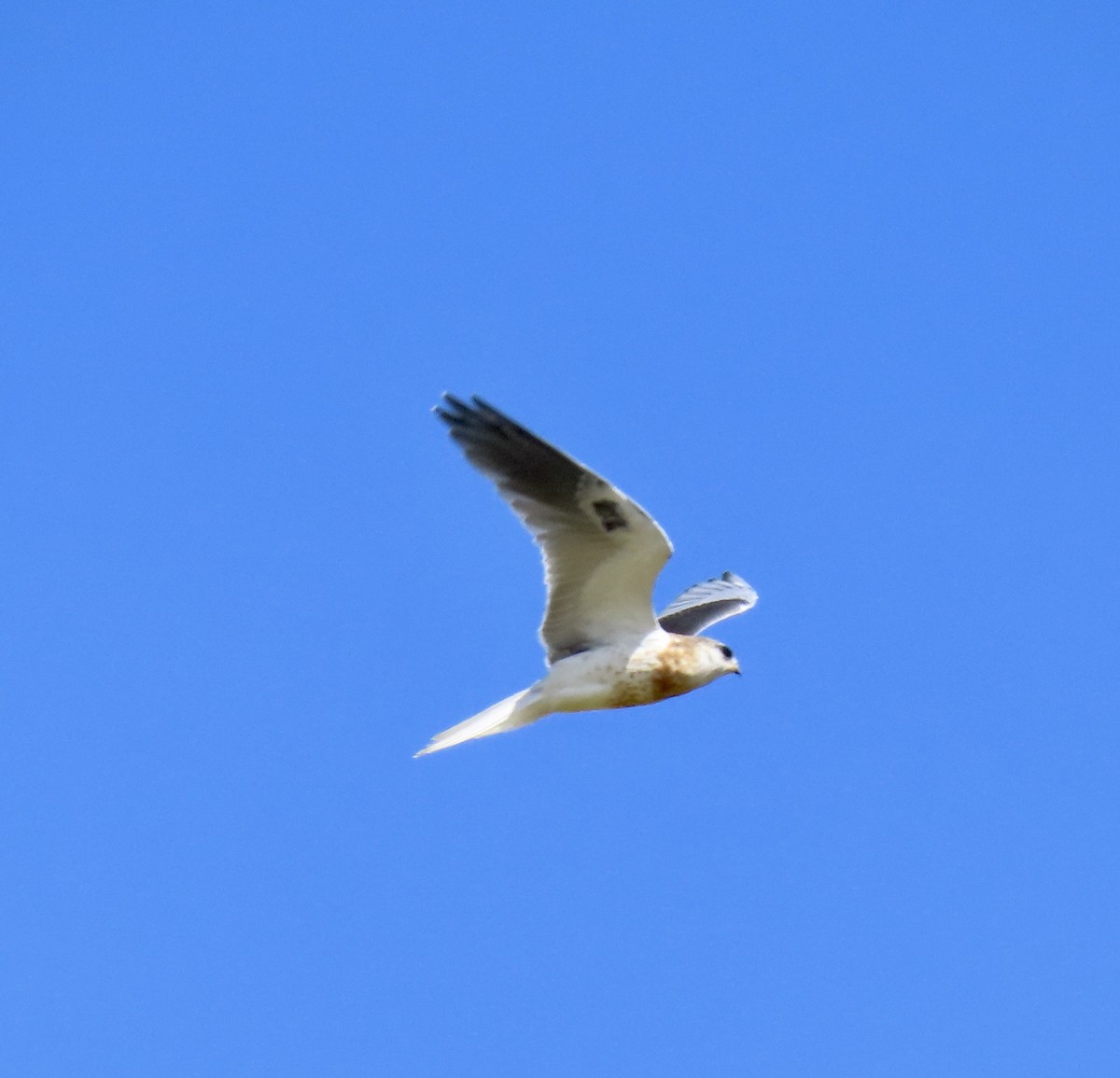 White-tailed Kite - ML619970143