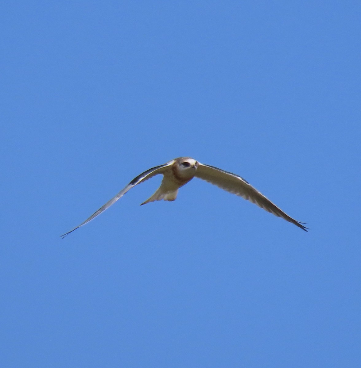 White-tailed Kite - ML619970144