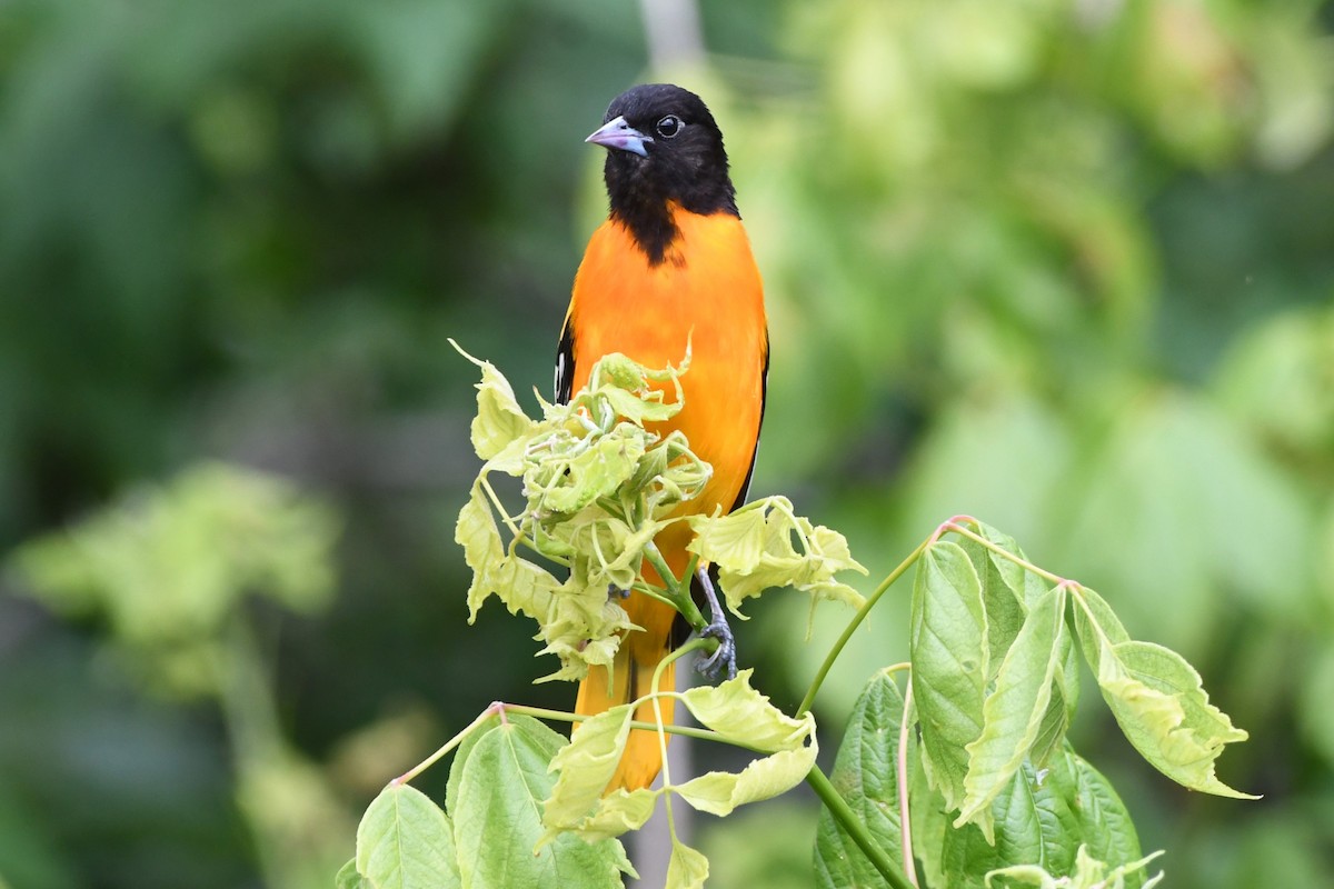 Oriole de Baltimore - ML619970155