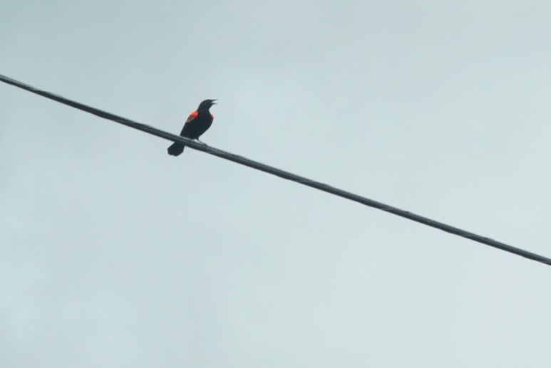 Red-winged Blackbird - ML619970169