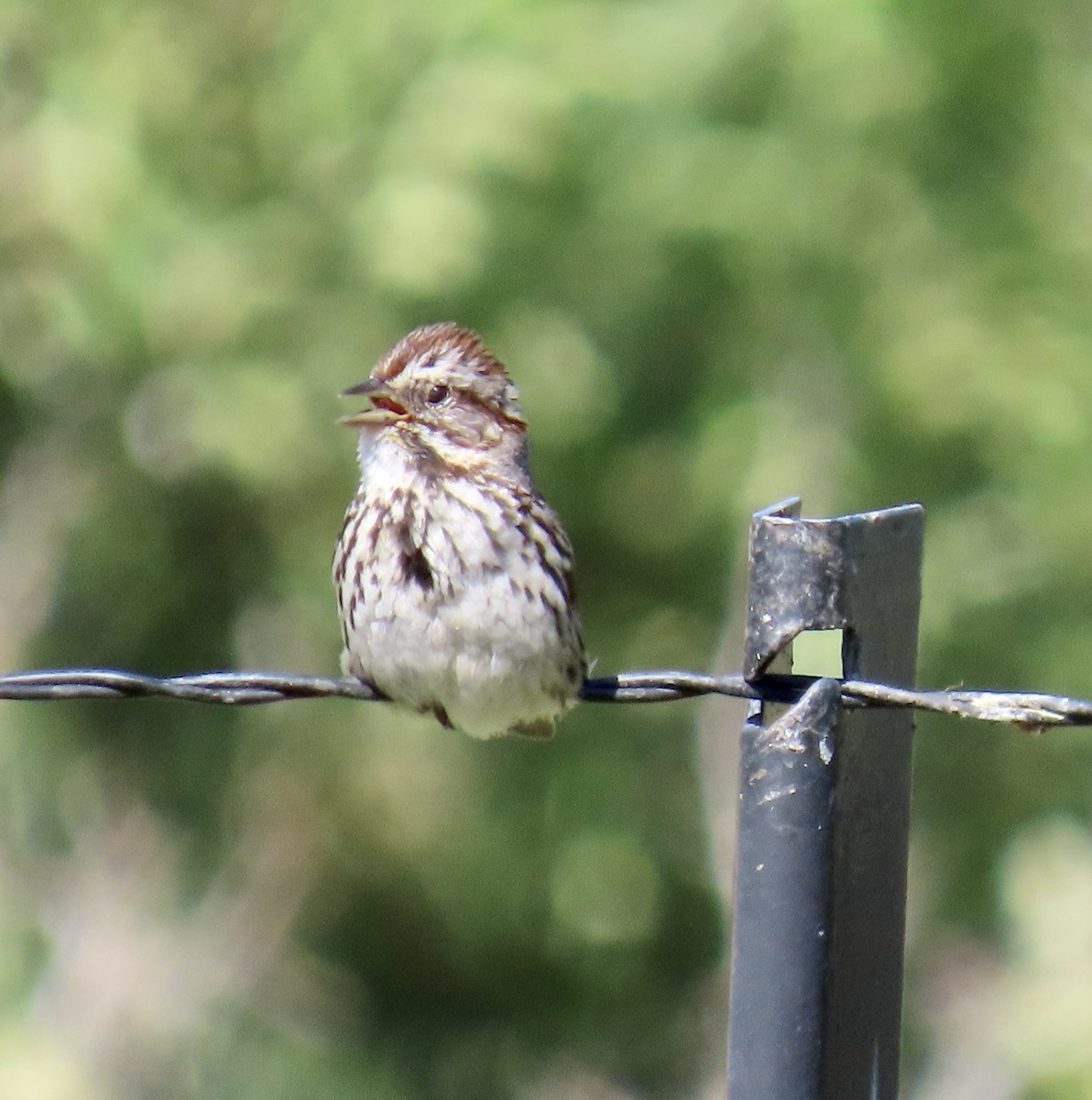 Song Sparrow - ML619970173