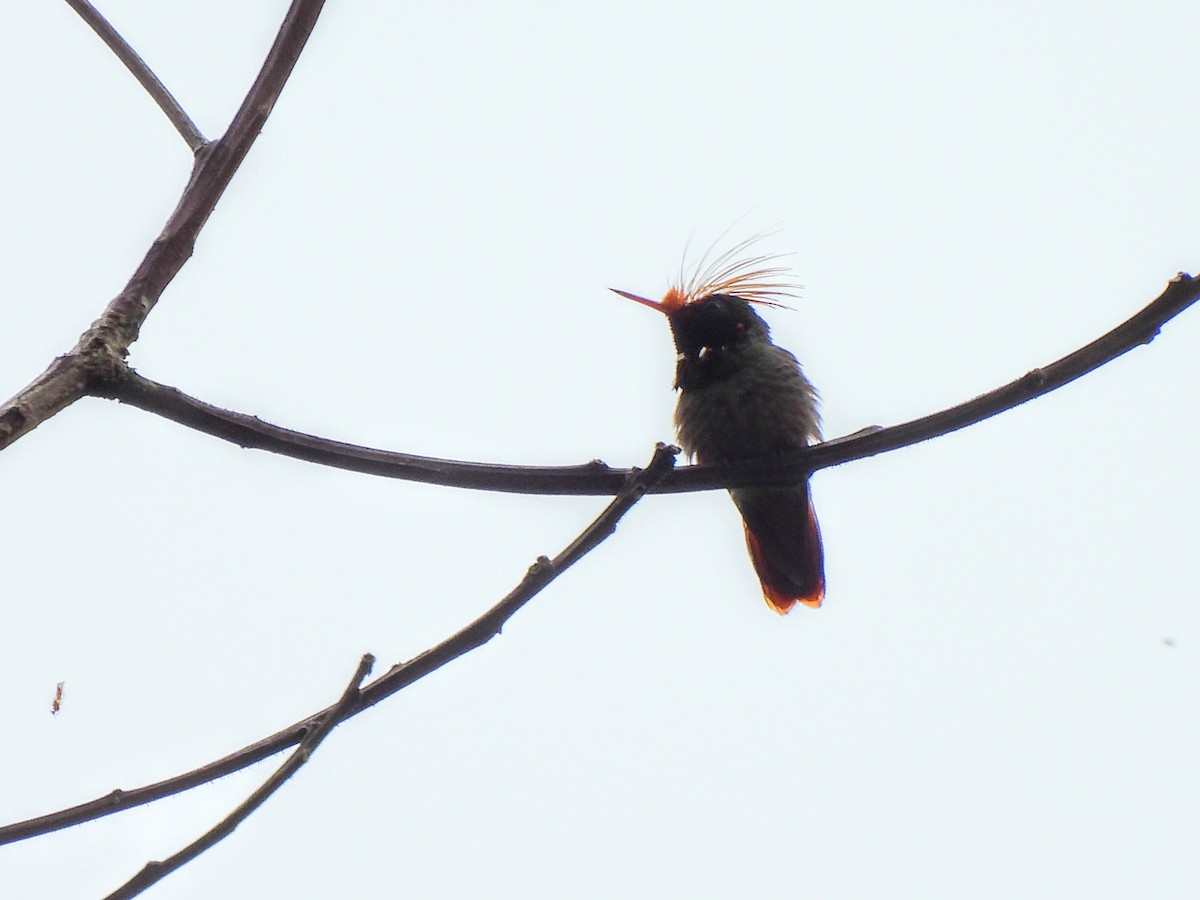 Rufous-crested Coquette - ML619970179