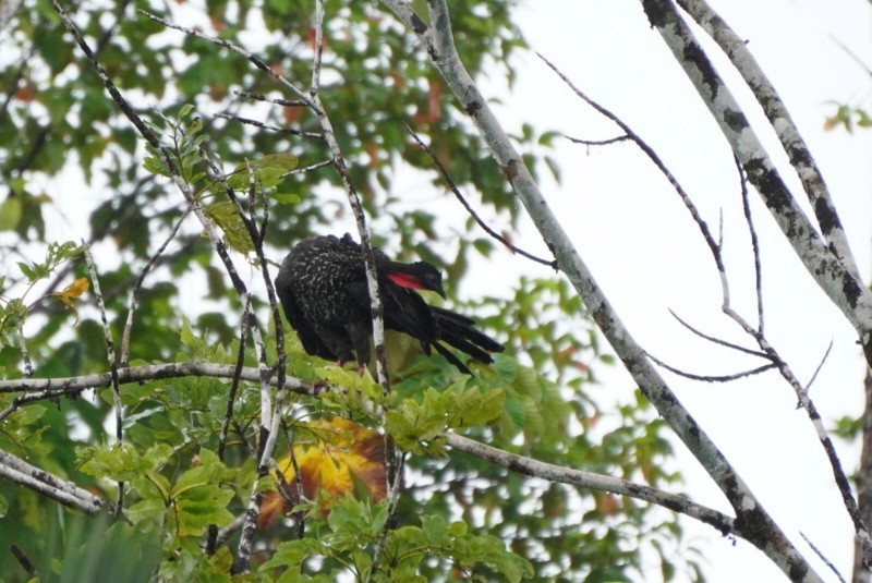 Crested Guan - ML619970190
