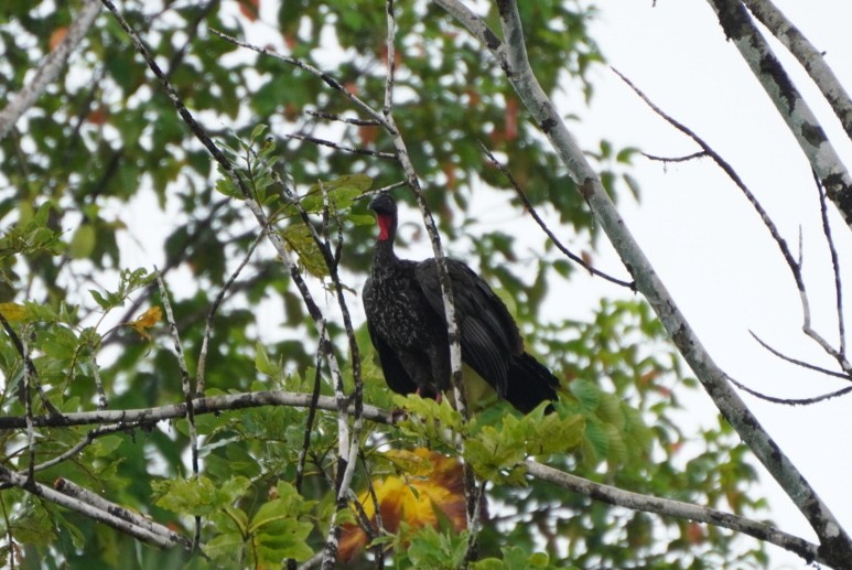 Crested Guan - ML619970191