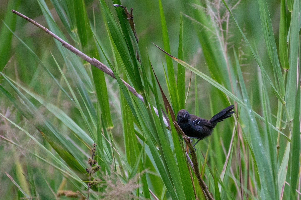 Marsh Antwren (Sao Paulo) - ML619970196