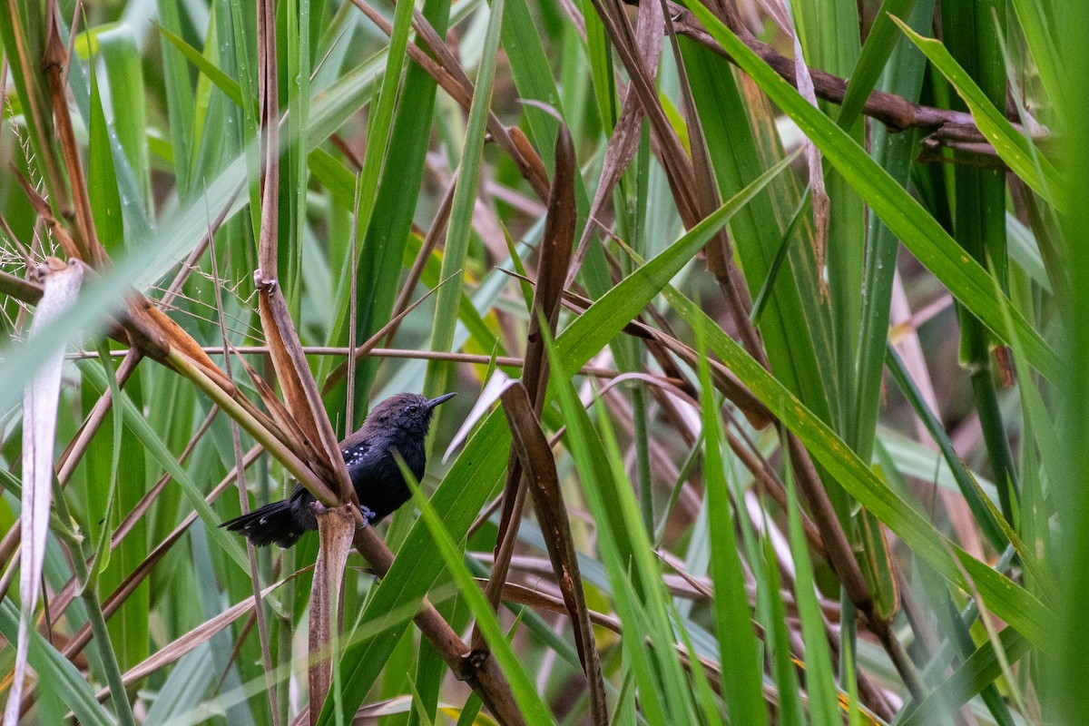 Marsh Antwren (Sao Paulo) - ML619970197