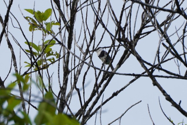 White-necked Puffbird - ML619970198