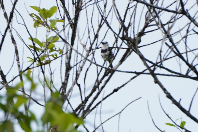 Weißnacken-Faulvogel - ML619970199