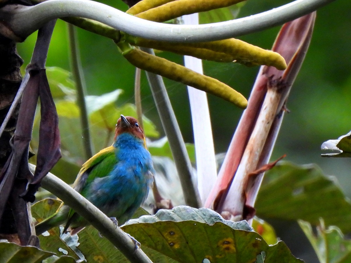 Bay-headed Tanager - ML619970200