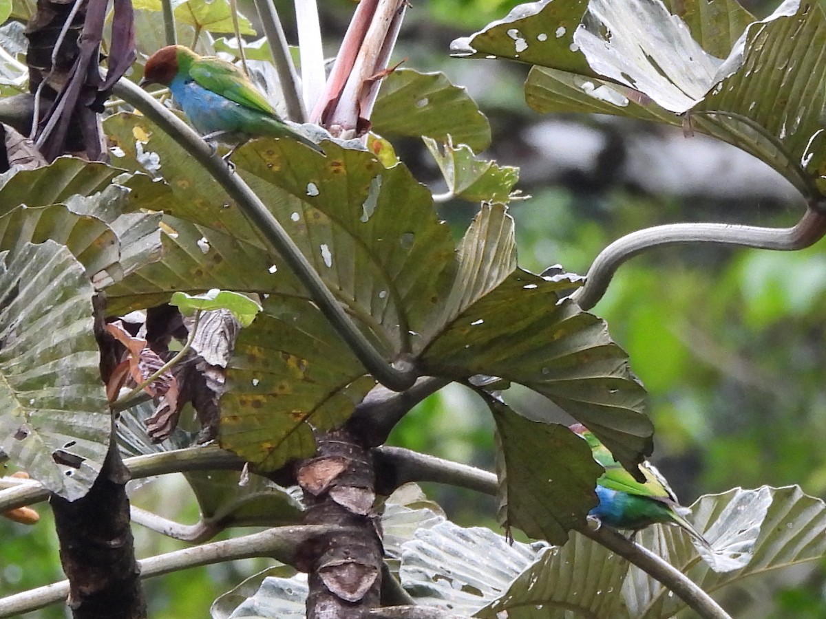 Bay-headed Tanager - ML619970201