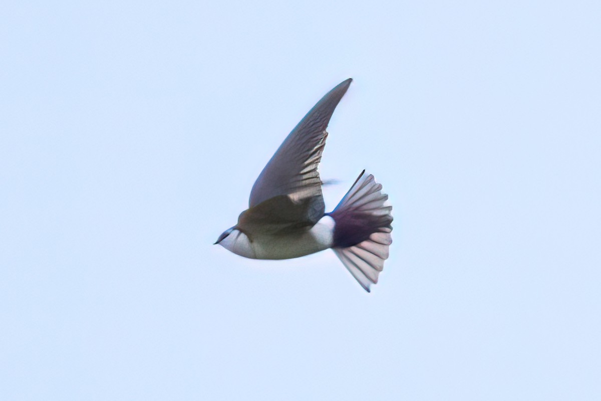 Violet-green Swallow - ML619970210