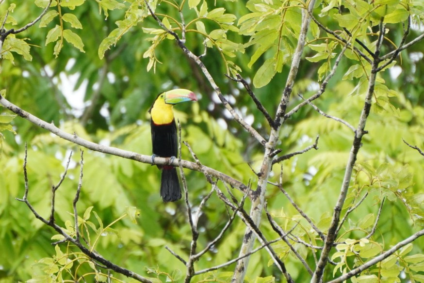 Keel-billed Toucan - ML619970216