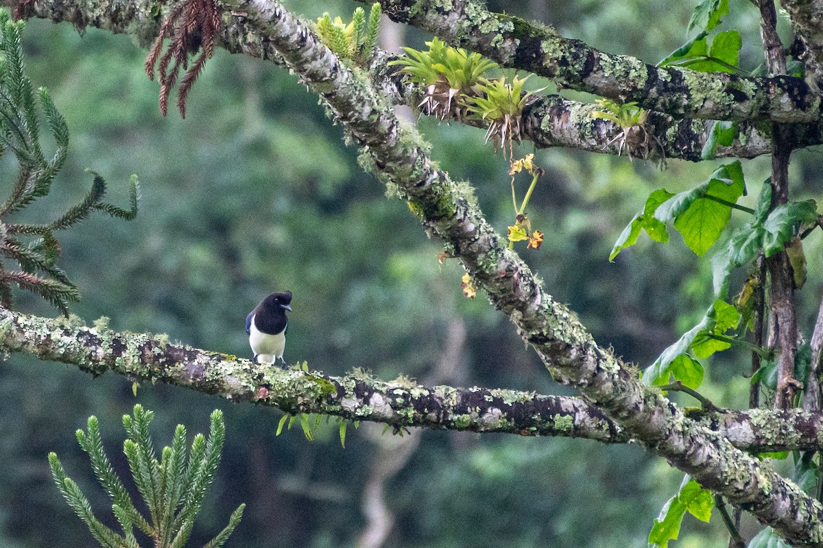 Curl-crested Jay - ML619970223