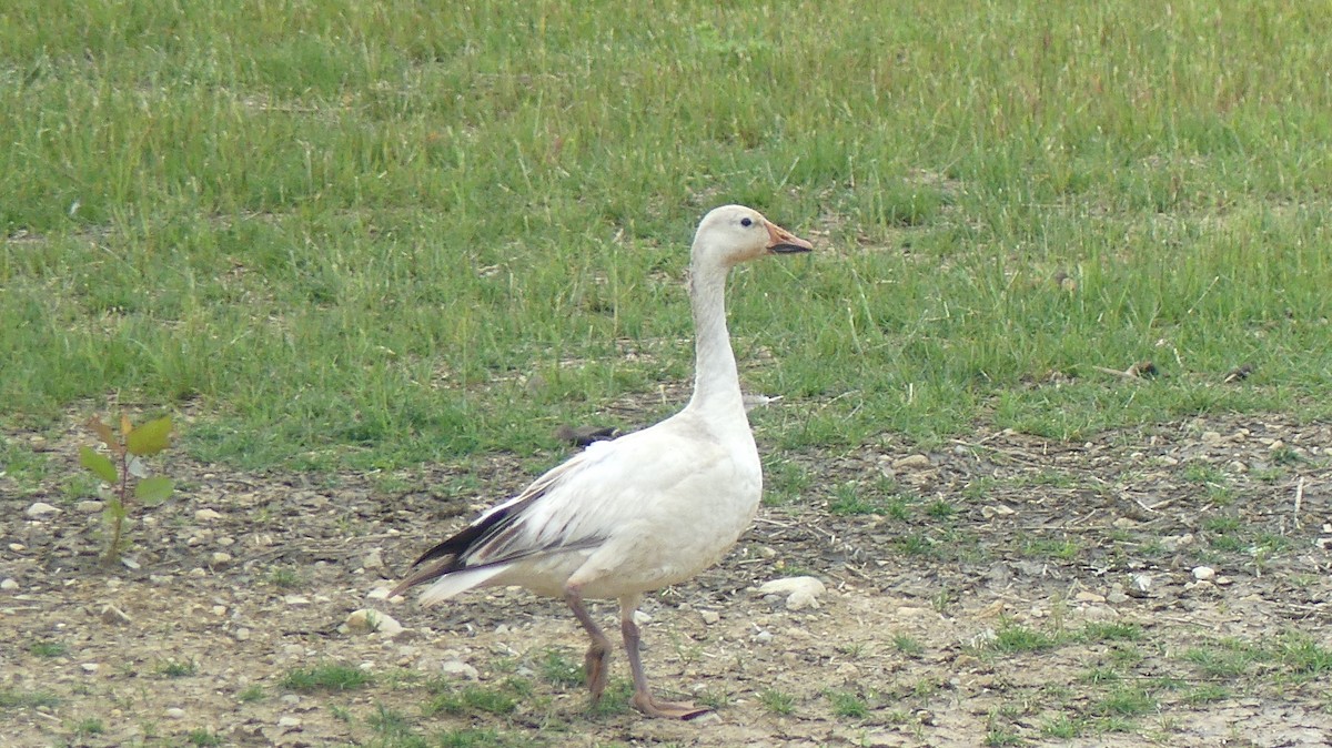 Snow Goose - ML619970224