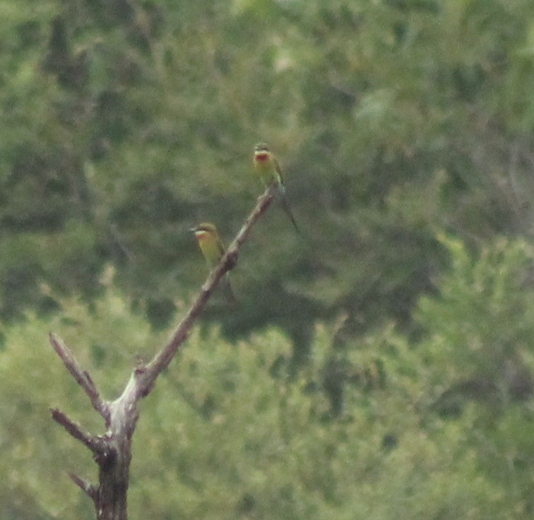 Blue-tailed Bee-eater - ML619970228