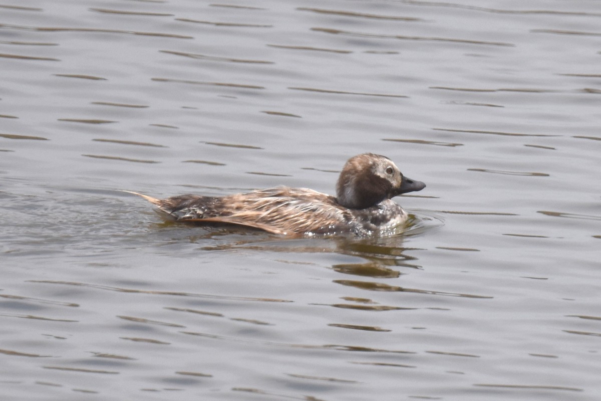 Long-tailed Duck - ML619970231