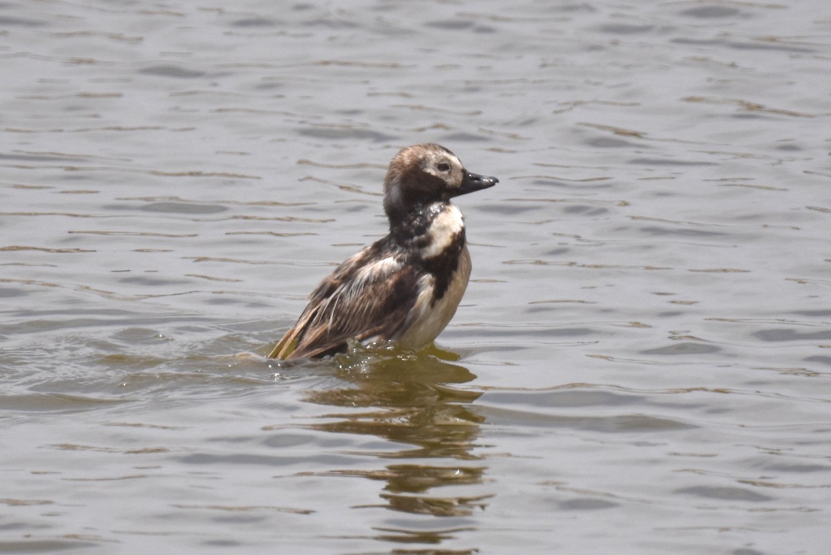 Long-tailed Duck - ML619970232