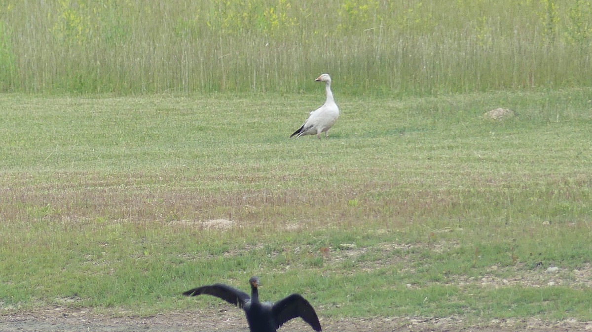 Snow Goose - ML619970238