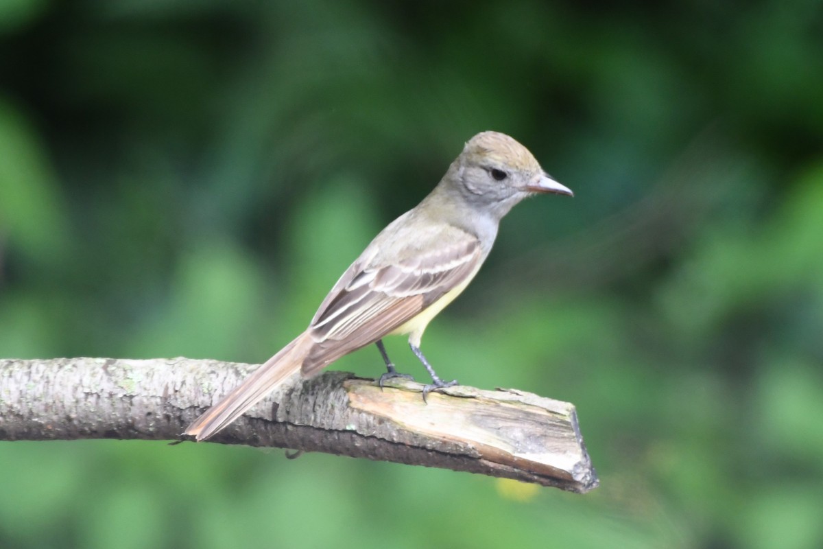 Great Crested Flycatcher - ML619970240
