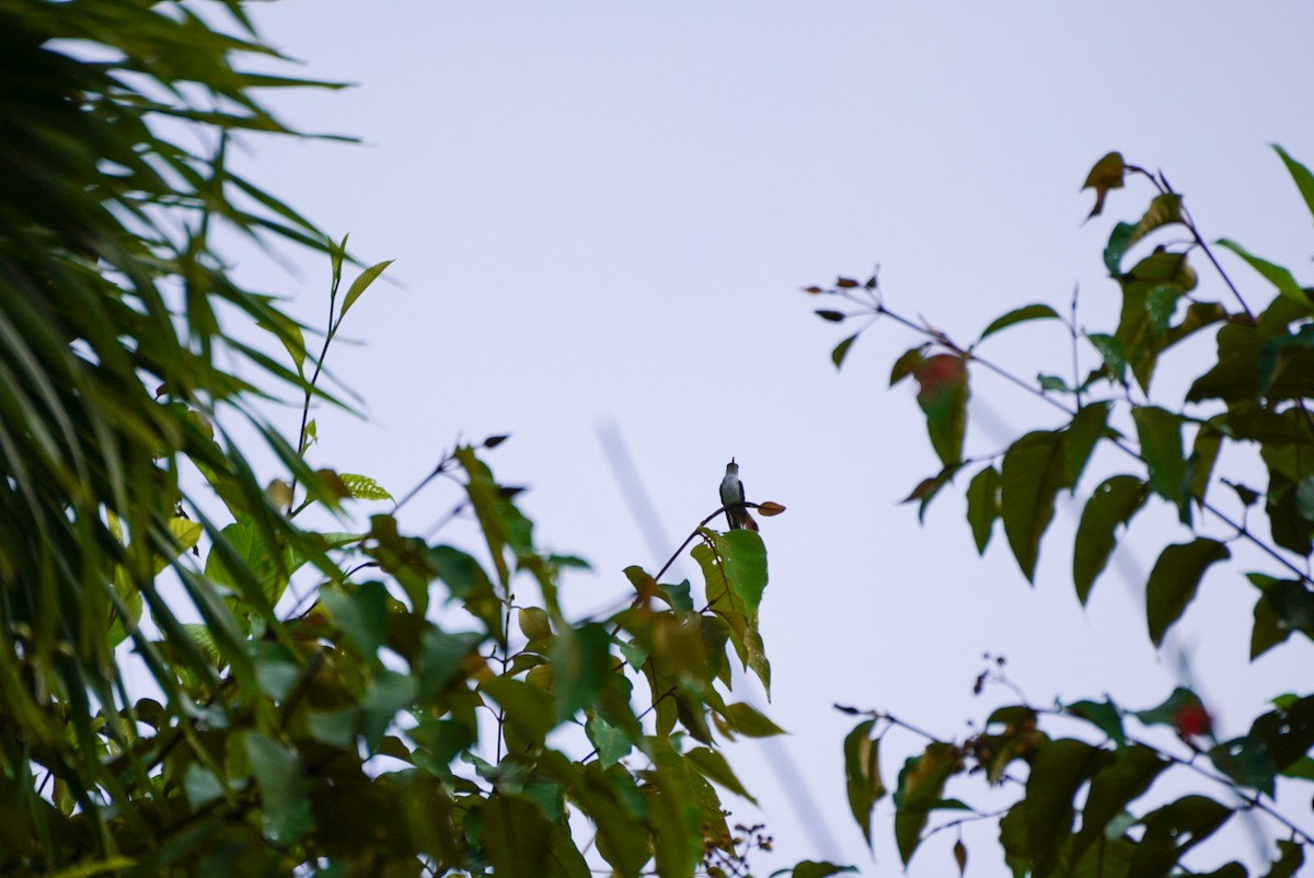 kolibřík helikóniový - ML619970249