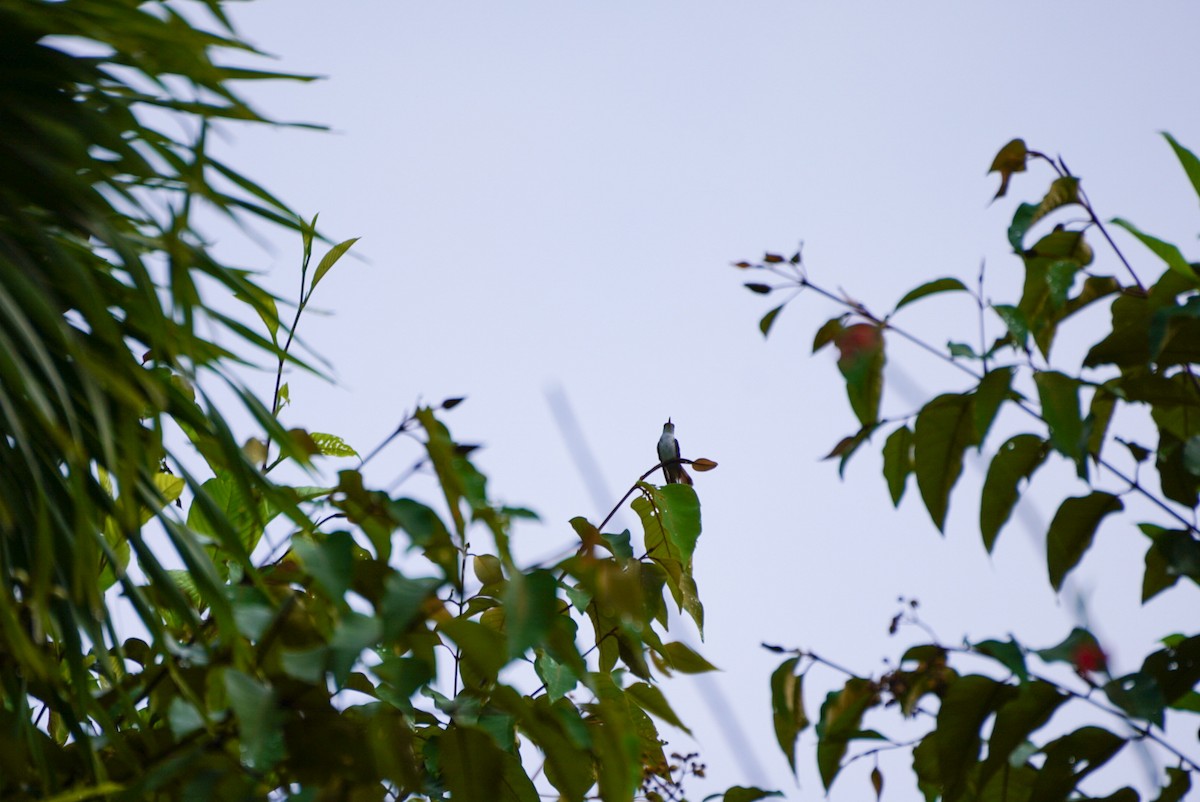 White-bellied Emerald - ML619970249