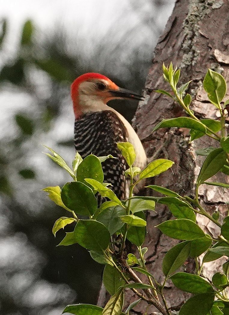 Red-bellied Woodpecker - ML619970265