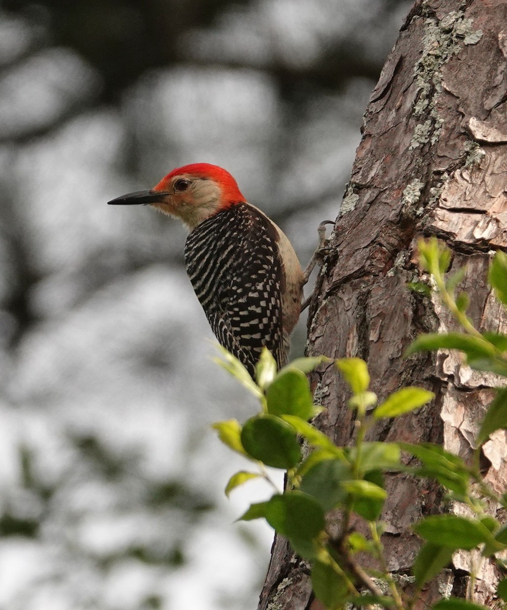 Red-bellied Woodpecker - ML619970266