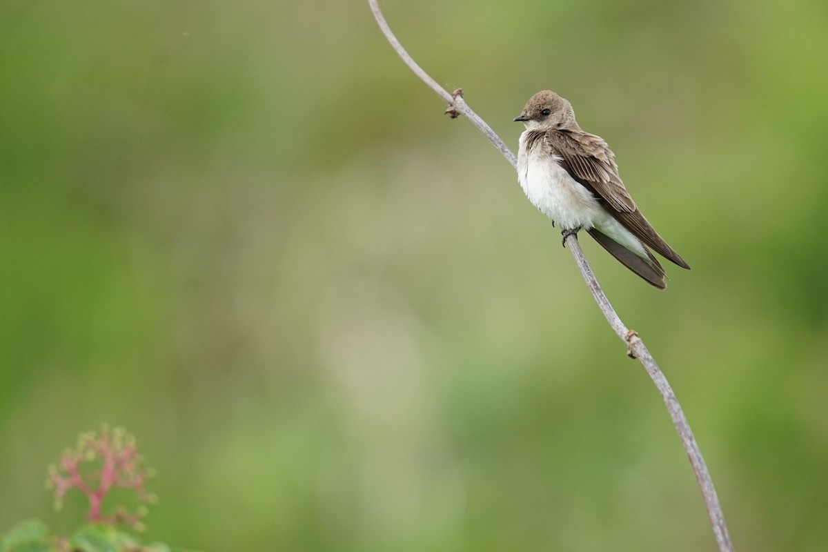 Northern Rough-winged Swallow - ML619970274