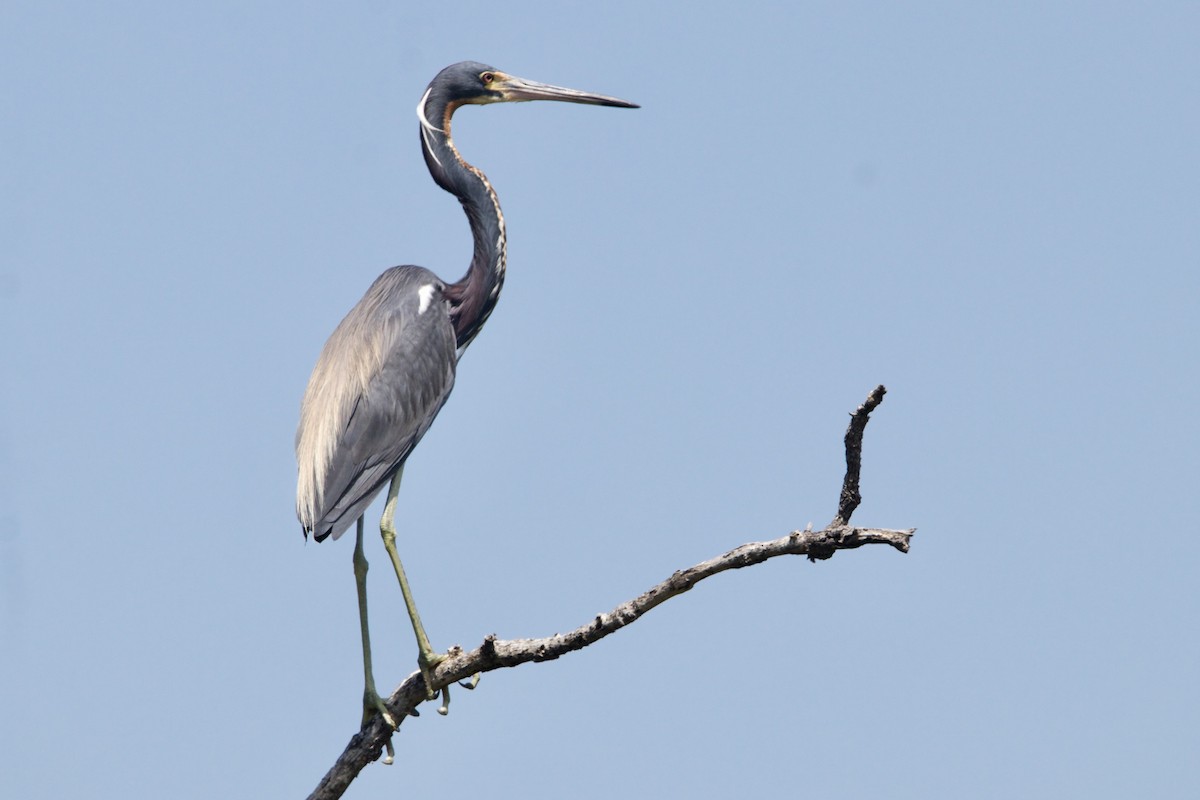 Tricolored Heron - ML619970278