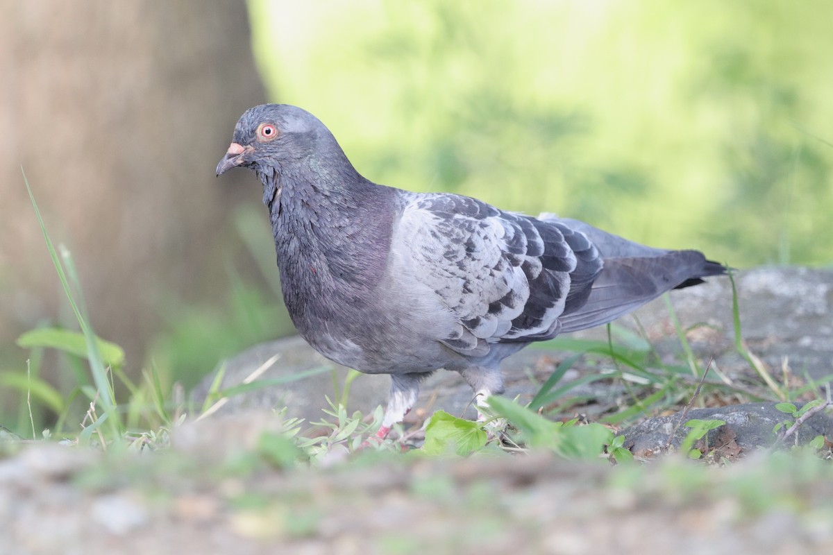 Rock Pigeon (Feral Pigeon) - ML619970279