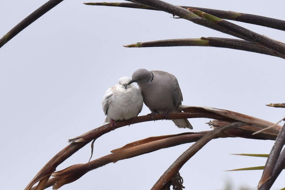 Eurasian Collared-Dove - ML619970282