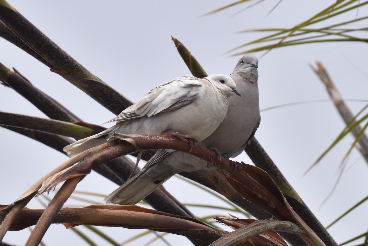 Eurasian Collared-Dove - ML619970283