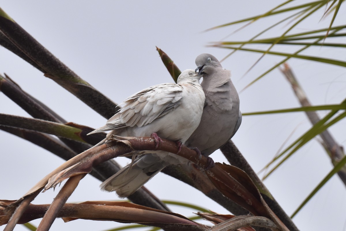 Eurasian Collared-Dove - ML619970284