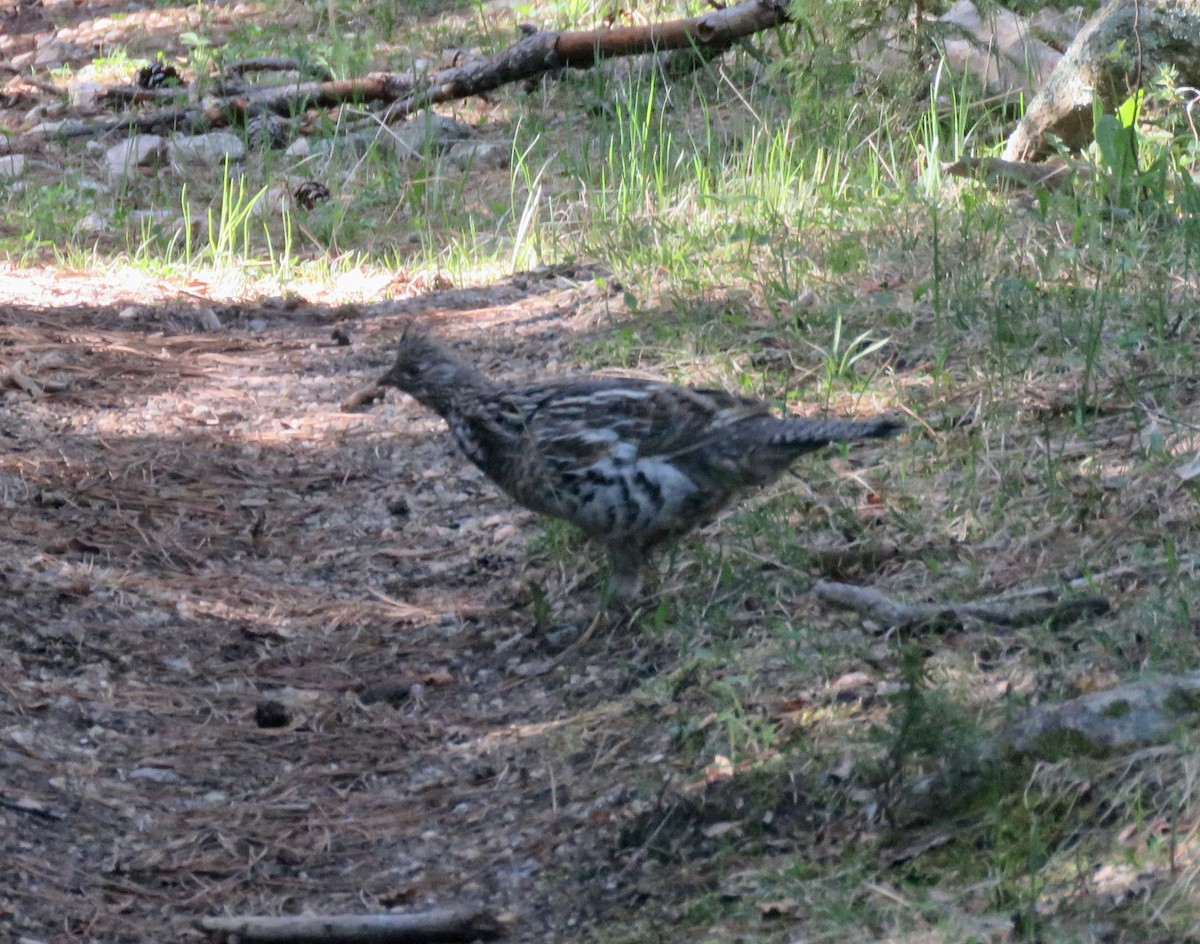 Ruffed Grouse - ML619970288