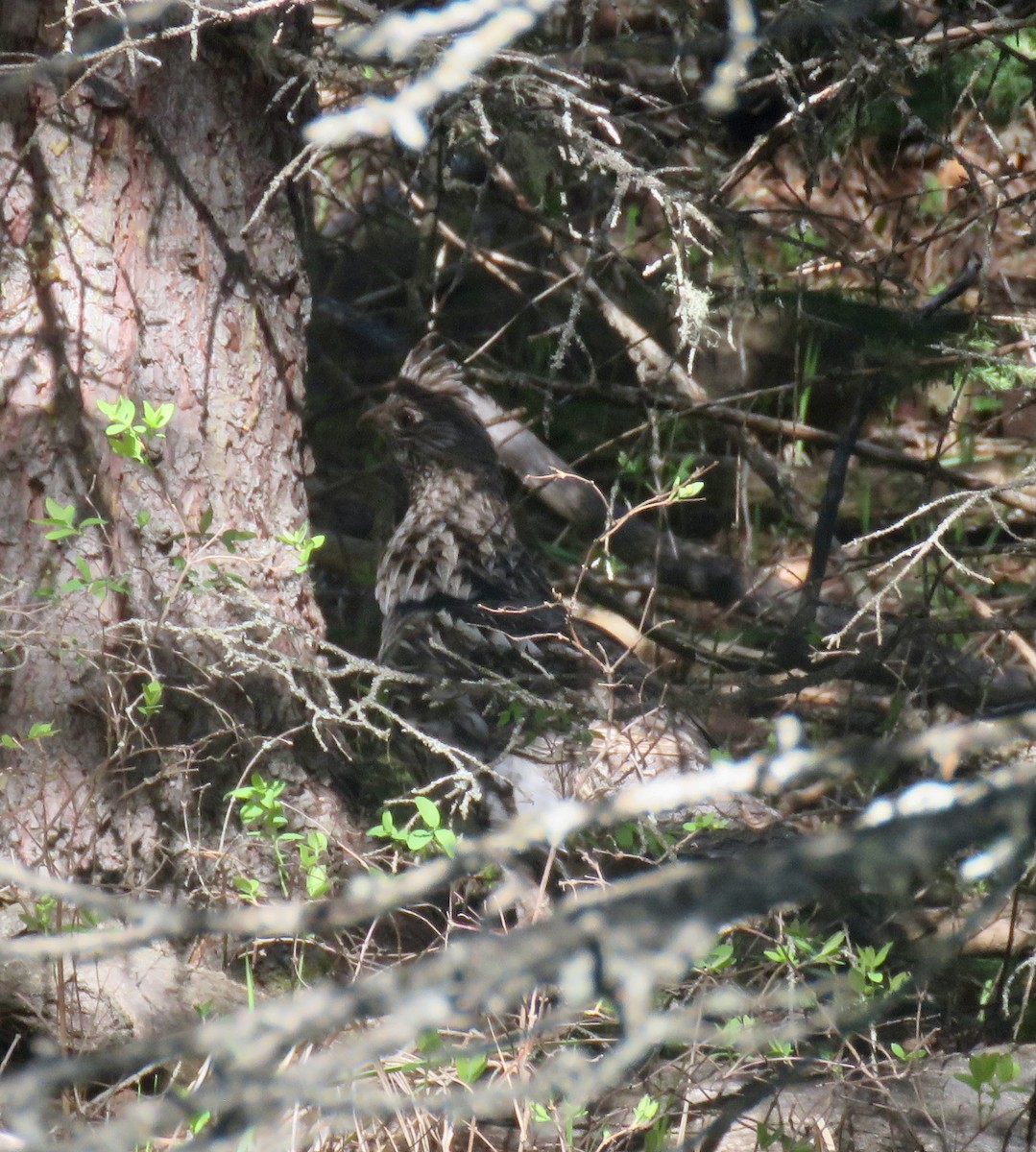 Ruffed Grouse - ML619970289