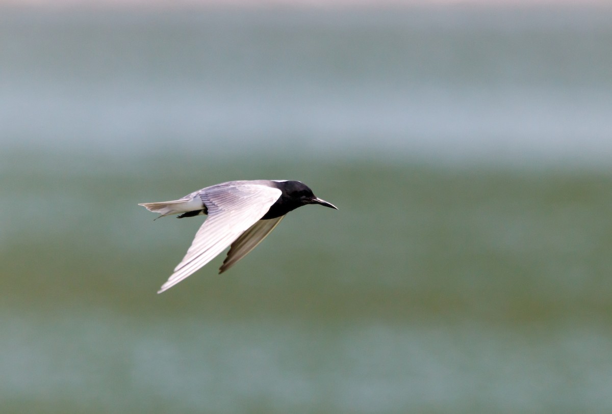 Black Tern - ML619970291