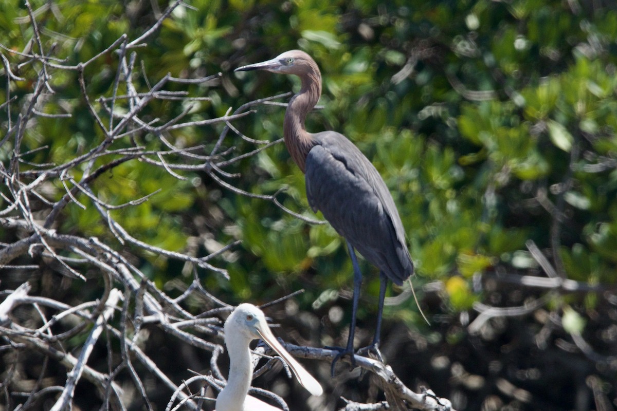 Reddish Egret - ML619970292