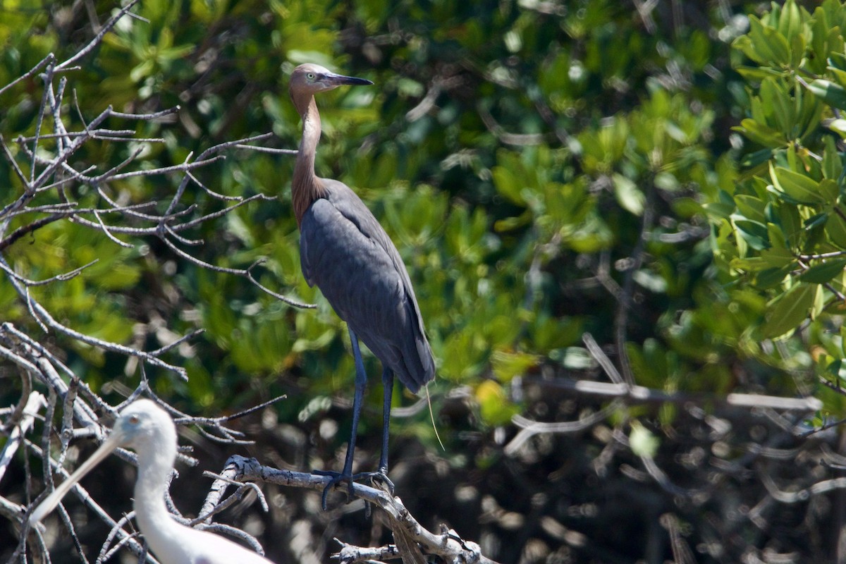 Reddish Egret - ML619970293