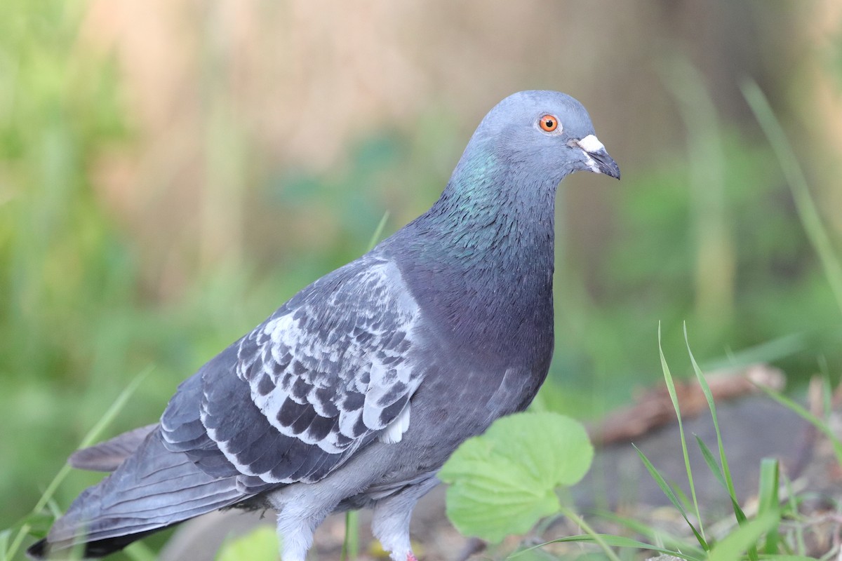 Rock Pigeon (Feral Pigeon) - ML619970296