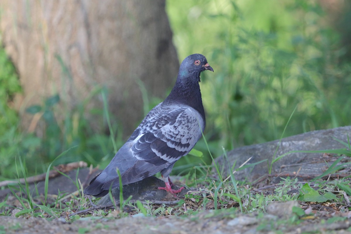 Rock Pigeon (Feral Pigeon) - ML619970300