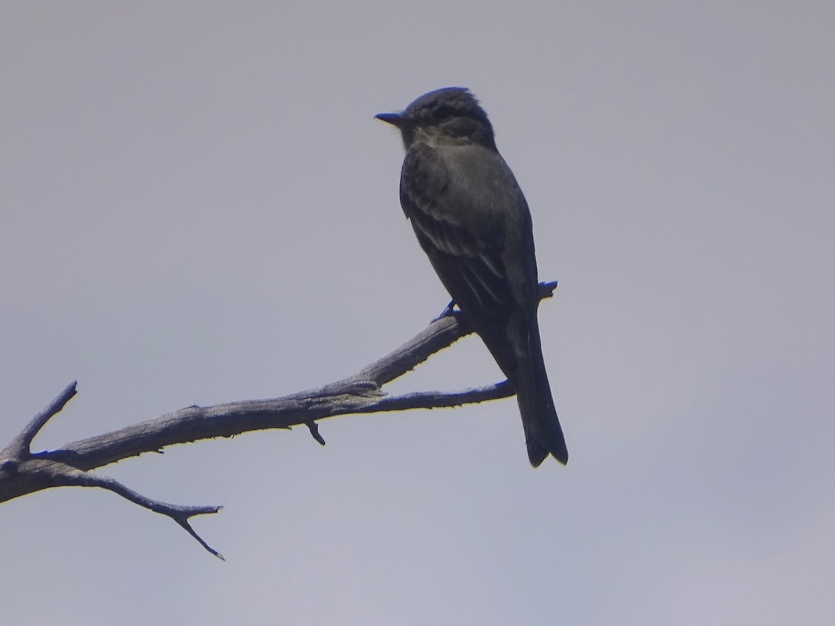 Western Wood-Pewee - ML619970303