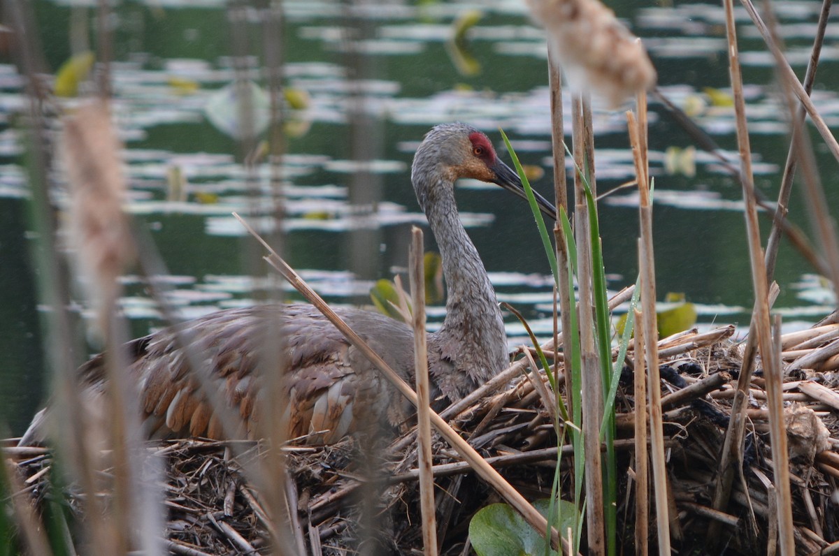 Sandhill Crane - ML619970304