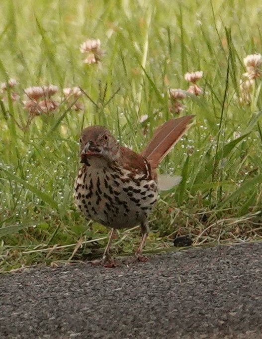 Brown Thrasher - ML619970305