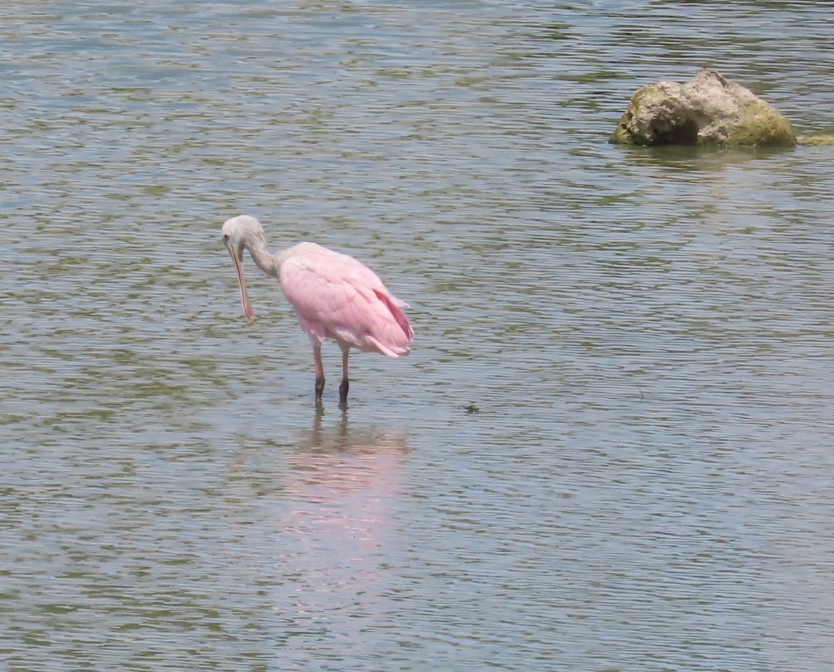 Roseate Spoonbill - ML619970312