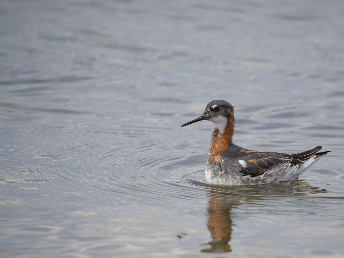 Red-necked Phalarope - ML619970315