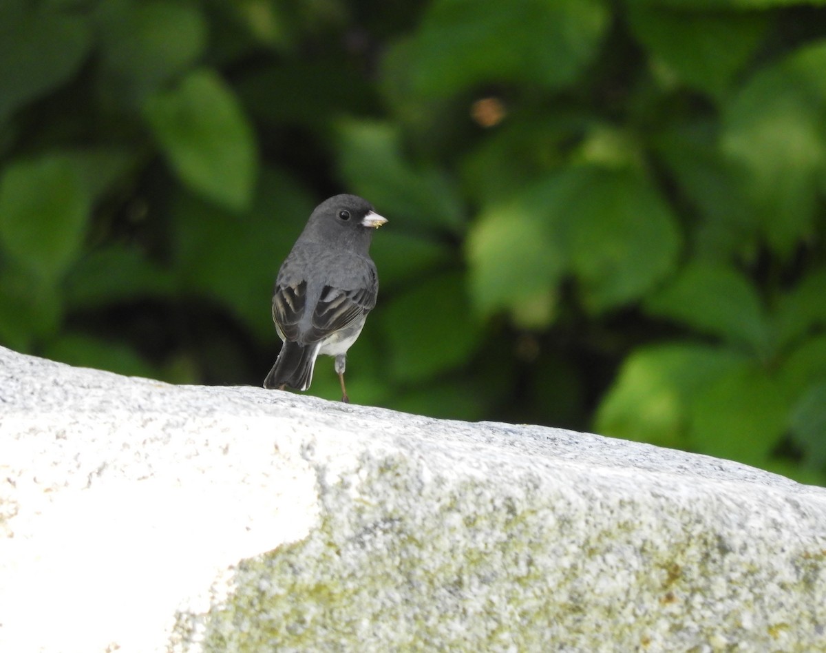 Junco ardoisé - ML619970328