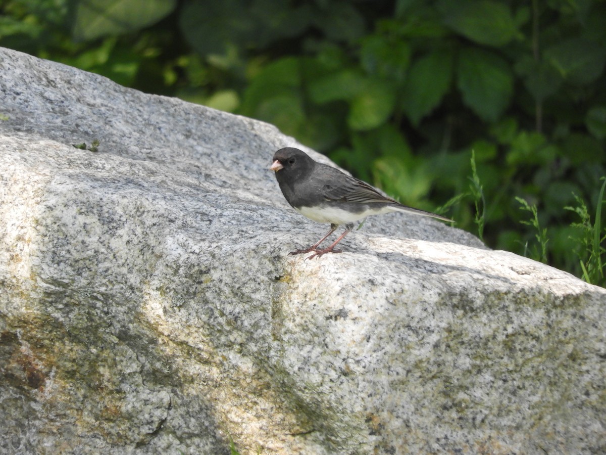 Dark-eyed Junco - ML619970330